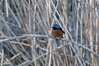 Filename=IMGP0594.jpg
Filesize=396KB
Dimensions=800x531
Date added=Feb 08, 2010 IMGP0594.jpg